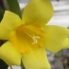 Carolina Yellow Jasmine (Jessamine) Gelsemium Sempervirens - 3 Gallon Pot 2 Carolina Yellow Jasmine (Jessamine) Gelsemium Sempervirens - 3 Gallon Pot -Plant Shop jasmine carolina 22 1