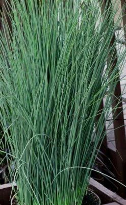 Blue Dart Rush (Juncus) - 5 Pack Of Quart Pots -Plant Shop juncus blue dart rush 3