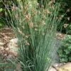 Elk's Blue California Gray Rush (Juncus Patens) - 1 Gallon Pot 2 Elk's Blue California Gray Rush (Juncus Patens) - 1 Gallon Pot -Plant Shop juncus patens elk blue california rush 10
