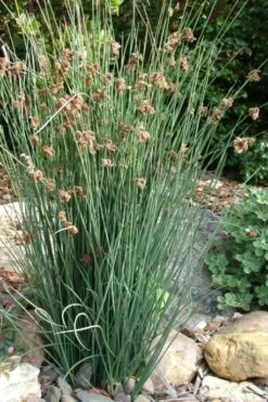 Elk's Blue California Gray Rush (Juncus Patens) - 1 Gallon Pot -Plant Shop juncus patens elk blue california rush 9
