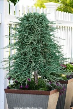 Blue Rug Juniper Tree Form Topiary - 3 Gallon Pot -Plant Shop juniperus horizontalis wiltonii blue rug topiary tree form 2