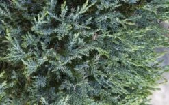 Medora Rocky Mountain Juniper - 2 Gallon Pot (3-4') -Plant Shop juniperus scopulorum medora juniper 2