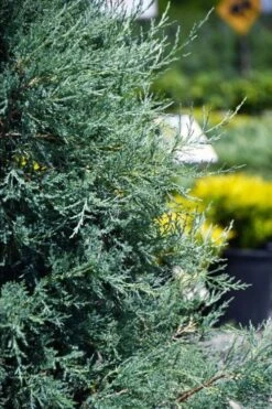 Medora Rocky Mountain Juniper - 2 Gallon Pot (3-4') -Plant Shop juniperus scopulorum medora juniper 5