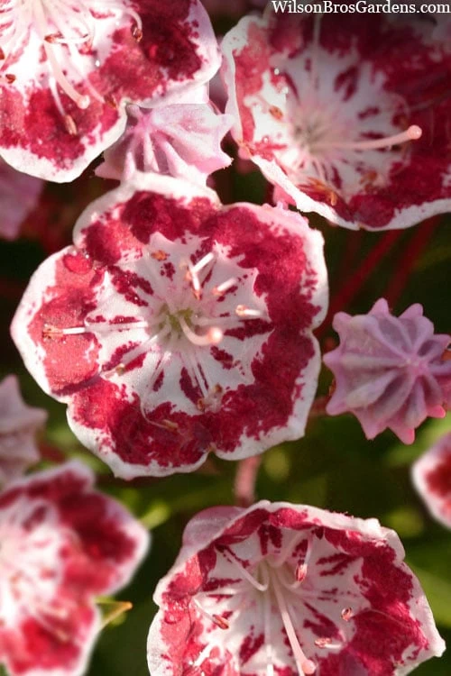 Minuet Mountain Laurel (Kalmia Latifolia) - 3 Gallon Pot 7 Minuet Mountain Laurel (Kalmia Latifolia) - 3 Gallon Pot - Image 5