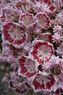 Minuet Mountain Laurel (Kalmia Latifolia) - 3 Gallon Pot 10 Minuet Mountain Laurel (Kalmia Latifolia) - 3 Gallon Pot -Plant Shop kalmia latifolia minuet mountain laurel 3