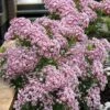 Minuet Mountain Laurel (Kalmia Latifolia) - 3 Gallon Pot -Plant Shop kalmia latifolia minuet mountain laurel 4