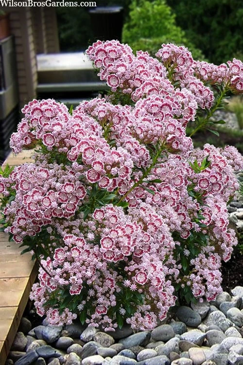 Minuet Mountain Laurel (Kalmia Latifolia) - 3 Gallon Pot 3 Minuet Mountain Laurel (Kalmia Latifolia) - 3 Gallon Pot