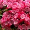 Olympic Fire Mountain Laurel (Kalmia Latifolia) - 3 Gallon Pot -Plant Shop kalmia latifolia olympic fire mountain laurel 10