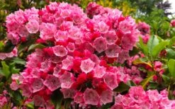 Olympic Fire Mountain Laurel (Kalmia Latifolia) - 3 Gallon Pot -Plant Shop kalmia latifolia olympic fire mountain laurel 11