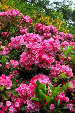 Olympic Fire Mountain Laurel (Kalmia Latifolia) - 3 Gallon Pot -Plant Shop kalmia latifolia olympic fire mountain laurel 13