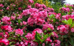 Olympic Fire Mountain Laurel (Kalmia Latifolia) - 3 Gallon Pot -Plant Shop kalmia latifolia olympic fire mountain laurel 14