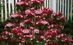 Olympic Fire Mountain Laurel (Kalmia Latifolia) - 3 Gallon Pot -Plant Shop kalmia latifolia olympic fire mountain laurel 8