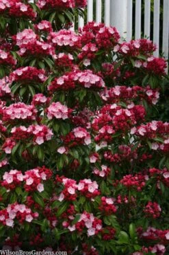 Olympic Fire Mountain Laurel (Kalmia Latifolia) - 3 Gallon Pot -Plant Shop kalmia latifolia olympic fire mountain laurel 9