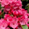 Raspberry Glow Mountain Laurel (Kalmia Latifolia) - 3 Gallon Pot 2 Raspberry Glow Mountain Laurel (Kalmia Latifolia) - 3 Gallon Pot -Plant Shop kalmia latifolia raspberry glow 1
