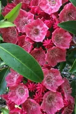 Raspberry Glow Mountain Laurel (Kalmia Latifolia) - 3 Gallon Pot -Plant Shop kalmia latifolia raspberry glow 2