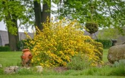 Japanese Marigold Bush - Kerria Japonica 'Pleniflora' - 1 Gallon Pot -Plant Shop kerria japonica plenaflora japanese rose 1