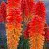 Poco Sunset Red Hot Poker (Kniphofia) - 1 Gallon Pot -Plant Shop kniphofia poco sunset red hot poker 3