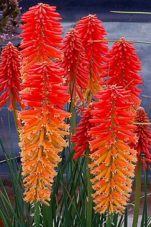 Poco Sunset Red Hot Poker (Kniphofia) - 1 Gallon Pot 3 Poco Sunset Red Hot Poker (Kniphofia) - 1 Gallon Pot