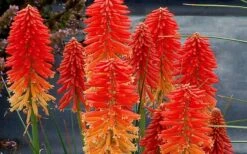 Poco Sunset Red Hot Poker (Kniphofia) - 1 Gallon Pot 12 Poco Sunset Red Hot Poker (Kniphofia) - 1 Gallon Pot -Plant Shop kniphofia poco sunset red hot poker 5