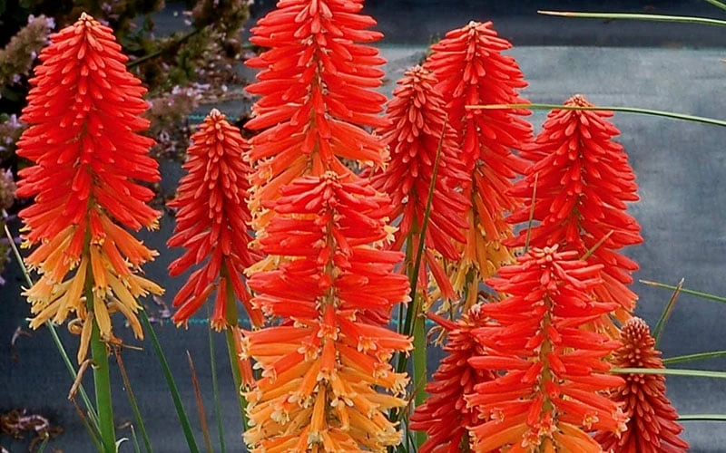 Poco Sunset Red Hot Poker (Kniphofia) - 1 Gallon Pot 7 Poco Sunset Red Hot Poker (Kniphofia) - 1 Gallon Pot - Image 5