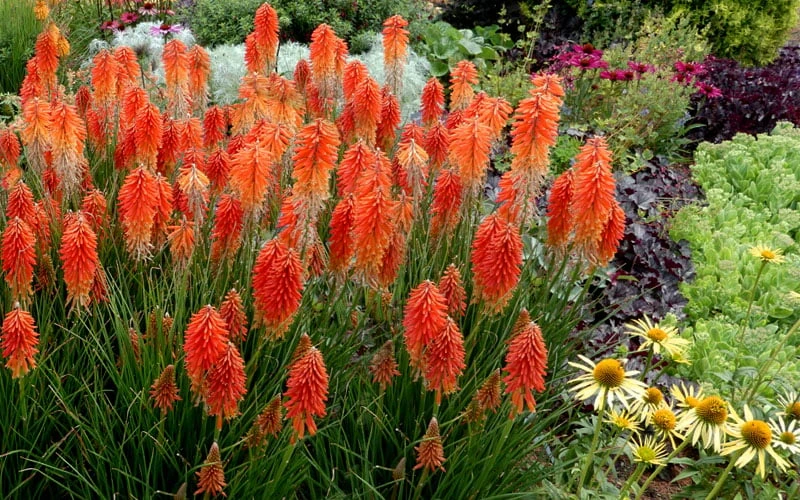 Poco Sunset Red Hot Poker (Kniphofia) - 1 Gallon Pot 6 Poco Sunset Red Hot Poker (Kniphofia) - 1 Gallon Pot - Image 4