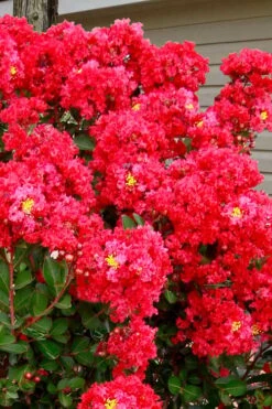 Enduring Summer Red Crape Myrtle Tree (Single Trunk) - 7 Gallon Pot -Plant Shop lagerstroemia enduring summer red crape myrtle single trunk tree 1