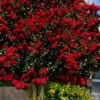Dynamite Red Crape Myrtle - 7 Gallon Pot (3-4') -Plant Shop lagerstroemia indica dynamite 201