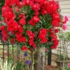 Enduring Summer Red Crape Myrtle Tree (Single Trunk) - 7 Gallon Pot 2 Enduring Summer Red Crape Myrtle Tree (Single Trunk) - 7 Gallon Pot -Plant Shop lagerstroemia indica enduring summer red crape myrtle single trunk tree 103