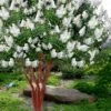 Natchez White Crape Myrtle - 3 Gallon Pot -Plant Shop lagerstroemia indica natchez crape20myrtle tree 50