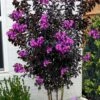 Black Diamond 'Purely Purple' Crape Myrtle - 3 Gallon Pot
