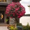 Tonto Red Crape Myrtle - Single Trunk Topiary Tree - 5 Gallon Pot -Plant Shop lagerstroemia indica tonto crape myrtle tree form standard 2