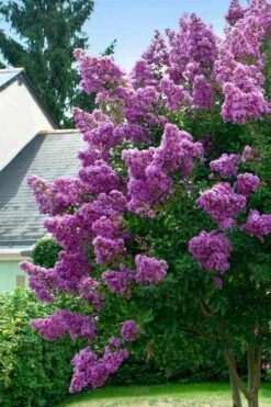 Twilight Purple Crape Myrtle - 7 Gallon Pot (3-4') -Plant Shop lagerstroemia indica twilight purple crape myrtle tree 1 1