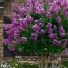 Twilight Purple Crape Myrtle - 7 Gallon Pot (3-4') 1 Twilight Purple Crape Myrtle - 7 Gallon Pot (3-4') -Plant Shop lagerstroemia indica twilight purple crape myrtle tree 101 1