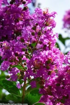Twilight Purple Crape Myrtle - 7 Gallon Pot (3-4') -Plant Shop lagerstroemia indica twilight purple crape myrtle tree 102