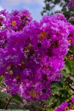 Twilight Purple Crape Myrtle - 5 Gallon Pot -Plant Shop lagerstroemia indica twilight purple crape myrtle tree 103
