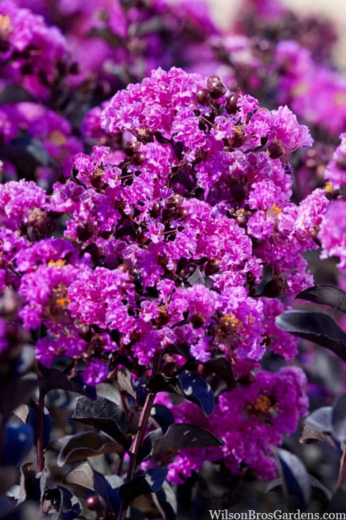 Black Diamond 'Purely Purple' Crape Myrtle Tree (Multi Trunk) - 7 Gallon Pot 6 Black Diamond 'Purely Purple' Crape Myrtle Tree (Multi Trunk) - 7 Gallon Pot - Image 4