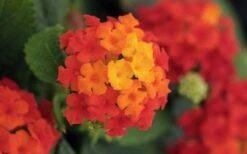 Little Lucky Red Lantana - 6 Inch Pot -Plant Shop lantana Little Lucky Red Flower Closeup