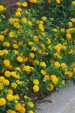 New Gold Hardy Lantana - 6 Pack Of 1 Gallon Pots 11 New Gold Hardy Lantana - 6 Pack Of 1 Gallon Pots -Plant Shop lantana new gold 10 1