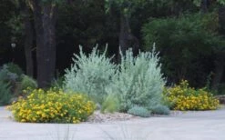 New Gold Hardy Lantana - 6 Pack Of 1 Gallon Pots 12 New Gold Hardy Lantana - 6 Pack Of 1 Gallon Pots -Plant Shop lantana new gold 11 1