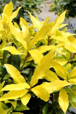 Sicilian Sunshine Sweet Bay Laurel (Laurus Nobilis) - 1 Gallon Pot -Plant Shop laurus nobilis sicilian sunshine sweet bay laurel 2