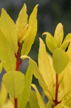 Sicilian Sunshine Sweet Bay Laurel (Laurus Nobilis) - 1 Gallon Pot -Plant Shop laurus nobilis sicilian sunshine sweet bay laurel 5
