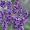Munstead English Lavender - 6 Pack Of Pint Pots -Plant Shop lavandula angustifolia munstead english lavender 2
