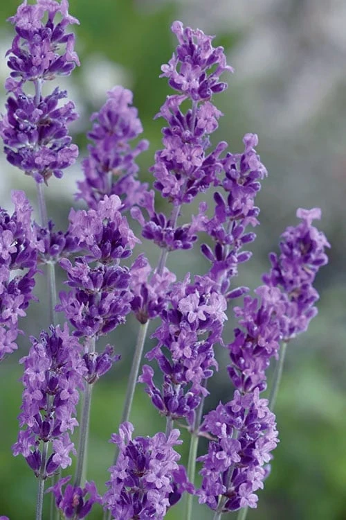 Munstead English Lavender - 6 Pack Of Pint Pots 3 Munstead English Lavender - 6 Pack Of Pint Pots