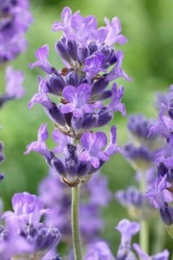 Munstead English Lavender - 6 Pack Of Pint Pots 12 Munstead English Lavender - 6 Pack Of Pint Pots -Plant Shop lavandula angustifolia munstead english lavender 5