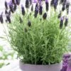 Anouk Spanish Lavender - 1 Gallon Pot -Plant Shop lavandula stoechas anouk spanish lavender 1