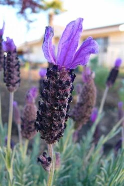 Anouk Spanish Lavender - 1 Gallon Pot -Plant Shop lavandula stoechas anouk spanish lavender 3