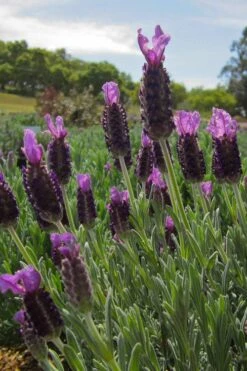 Anouk Spanish Lavender - 1 Gallon Pot -Plant Shop lavandula stoechas anouk spanish lavender 4