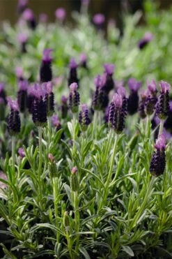 Anouk Spanish Lavender - 1 Gallon Pot -Plant Shop lavandula stoechas anouk spanish lavender 5