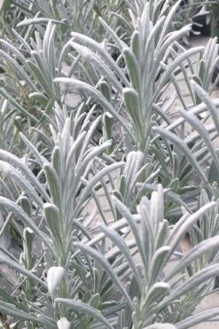 Sensational Lavender - 5 Pack Of Quart Pots -Plant Shop lavender intermedia sensational 1