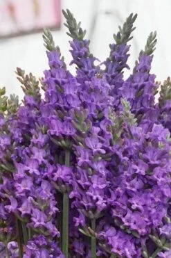 Sensational Lavender - 5 Pack Of Quart Pots -Plant Shop lavender intermedia sensational 2